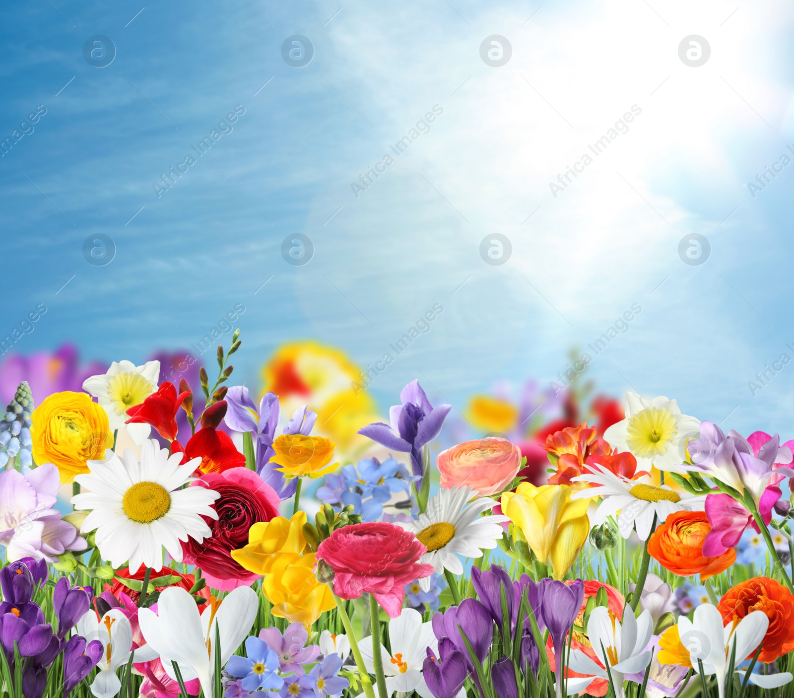 Image of Many beautiful spring flowers outdoors on sunny day