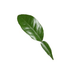 Photo of Green leaf of bergamot plant isolated on white