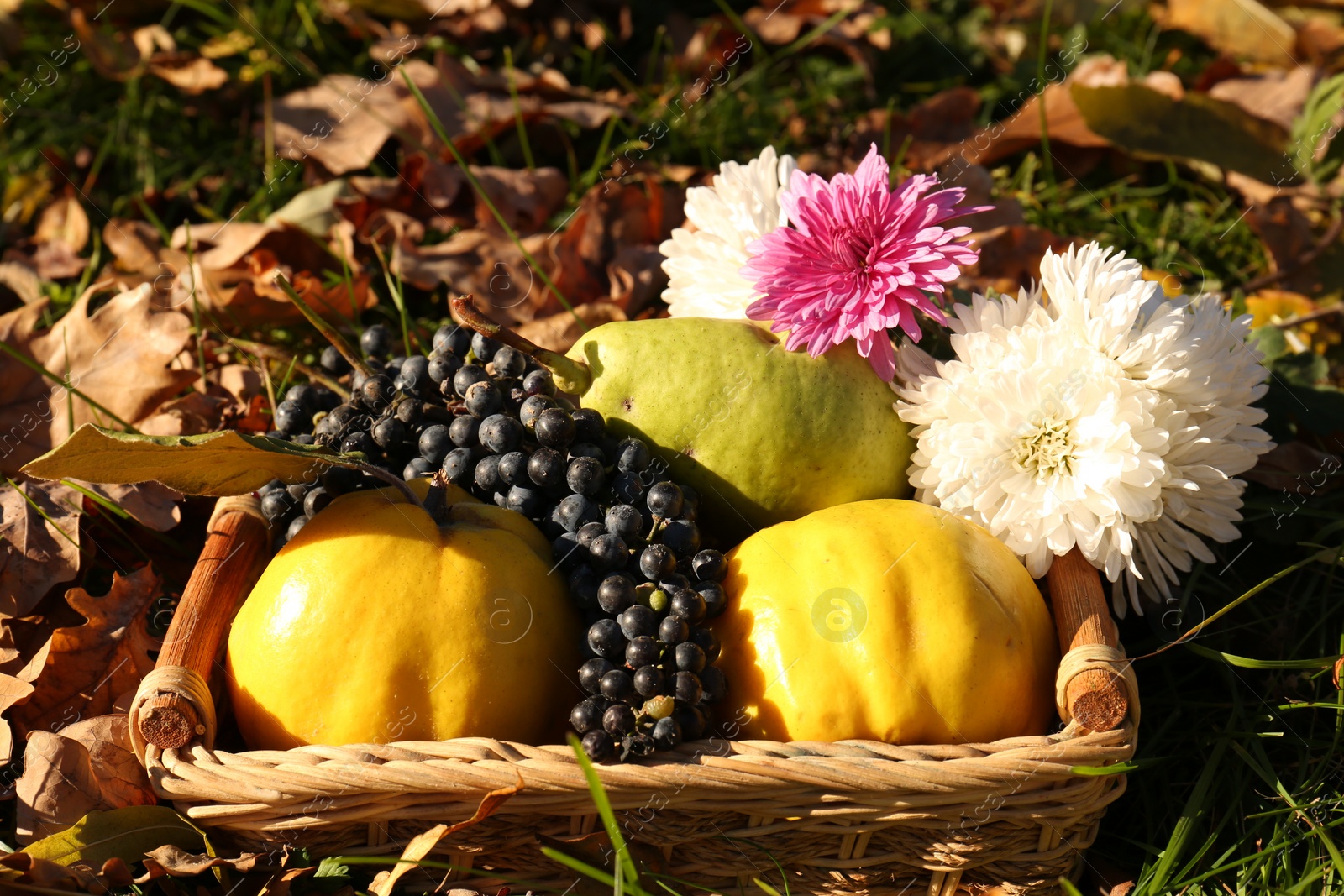 Photo of Fresh fruits and flowers in wicker basket on fallen leaves outdoors