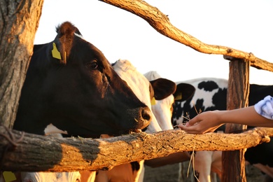 Photo of Young woman feeding cows with hay on farm, closeup. Animal husbandry