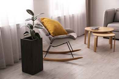 Large pot with ficus near window in room. Element of interior design