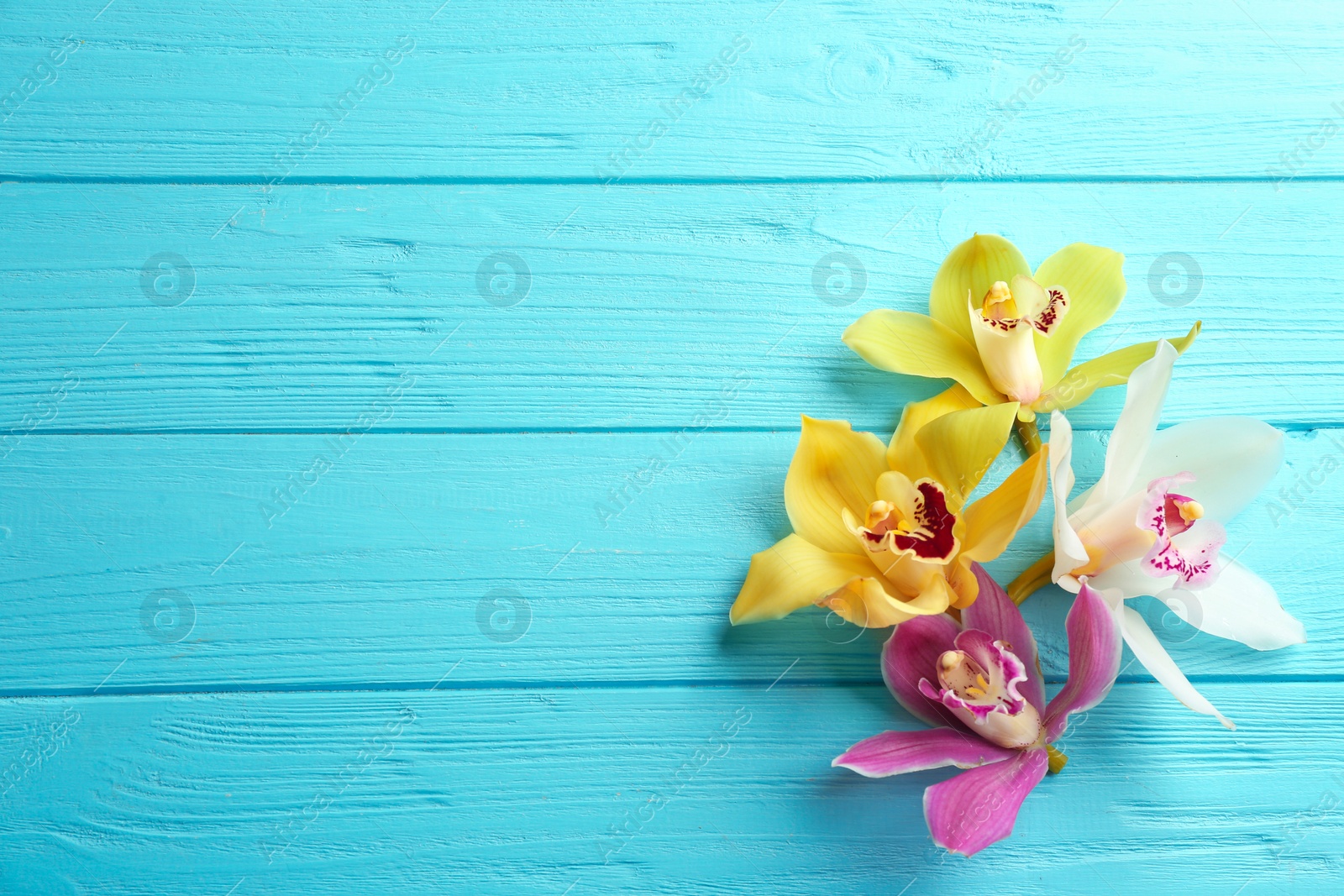 Photo of Beautiful tropical orchid flowers on blue wooden background, flat lay. Space for text