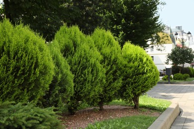 Photo of Beautiful thuja trees growing outdoors. Gardening and landscaping