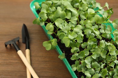Fresh microgreens growing in plastic container with soil and gardening tools on wooden table, above view