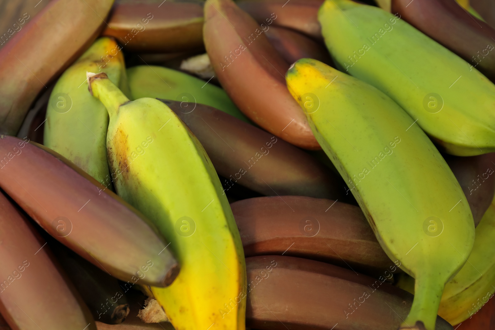 Photo of Different types of bananas as background, top view