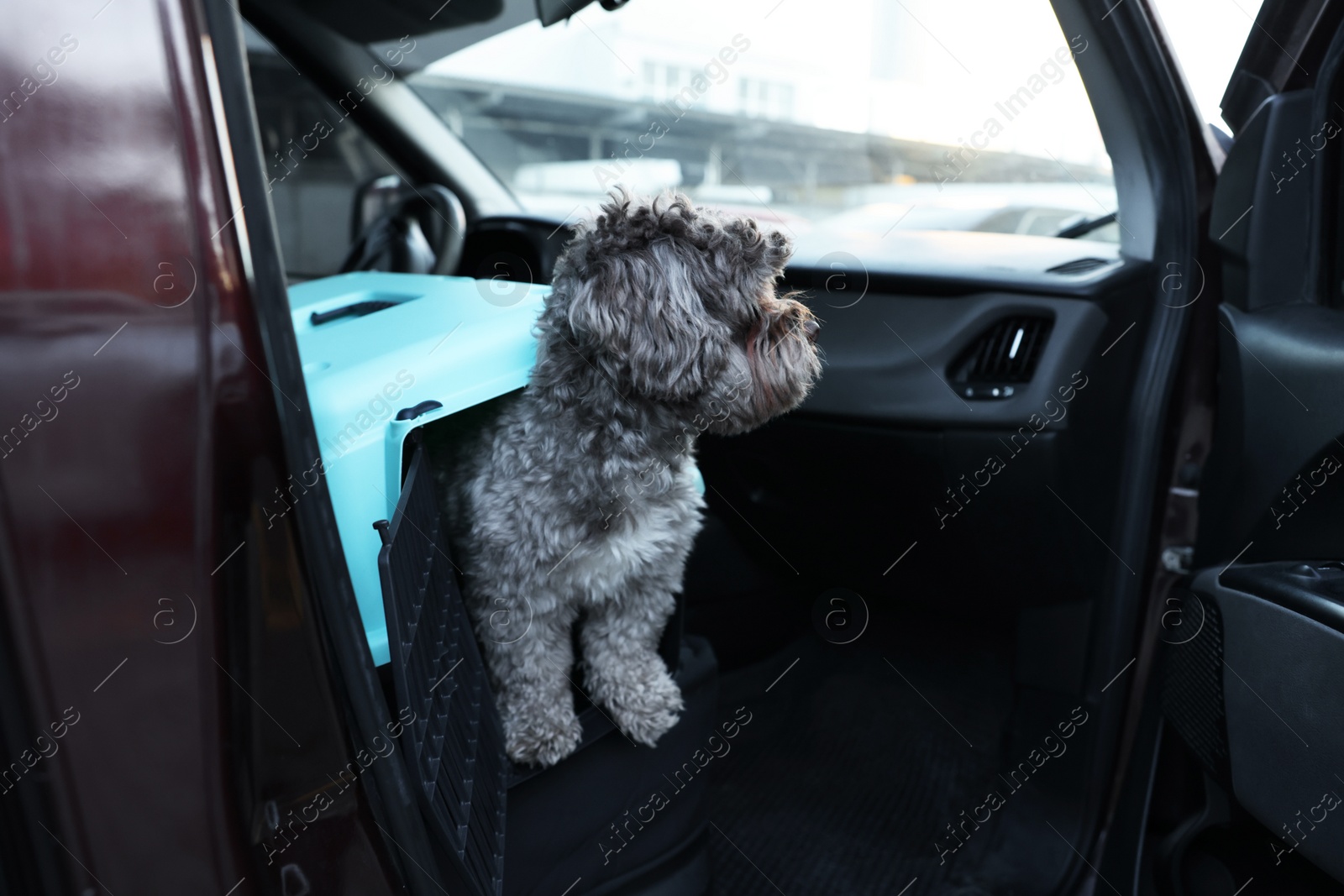 Photo of Cute dog in pet carrier travelling by car. Safe transportation