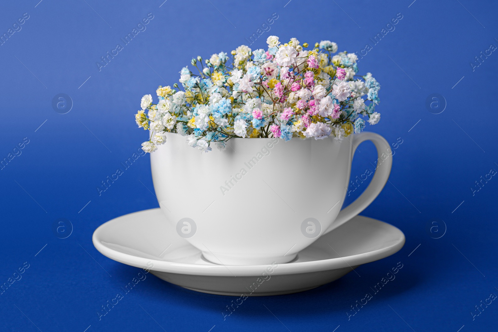 Photo of Beautiful gypsophila flowers in white cup on blue background