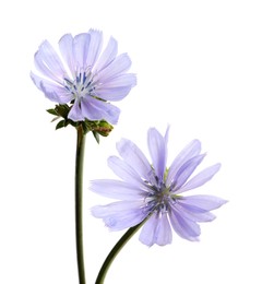 Photo of Beautiful blooming chicory flowers on white background