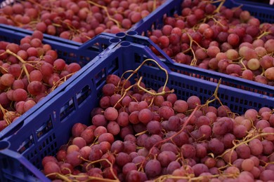 Photo of Many fresh ripe grapes on containers at market, closeup