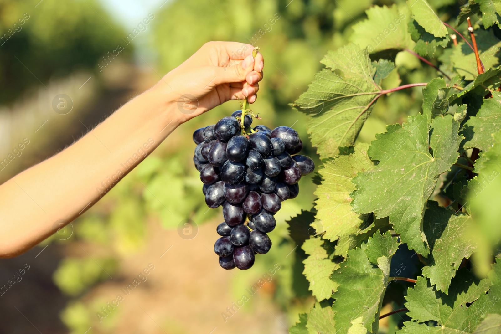 Photo of Woman holding bunch of fresh ripe juicy grapes in vineyard, closeup