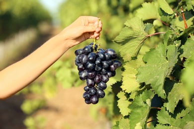 Woman holding bunch of fresh ripe juicy grapes in vineyard, closeup