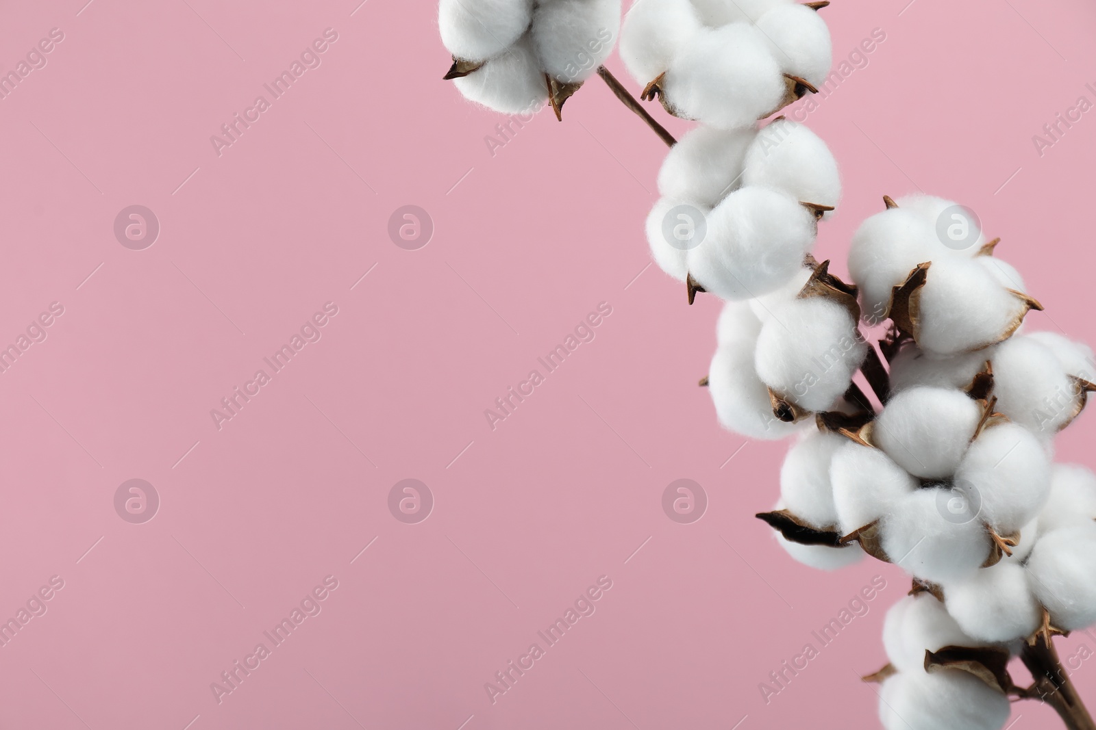 Photo of Beautiful cotton branch with fluffy flowers on pink background, space for text