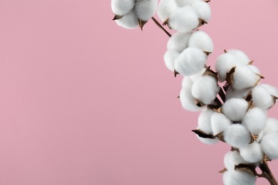 Beautiful cotton branch with fluffy flowers on pink background, space for text