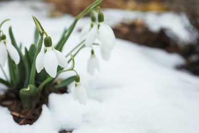 Beautiful blooming snowdrops growing outdoors, space for text