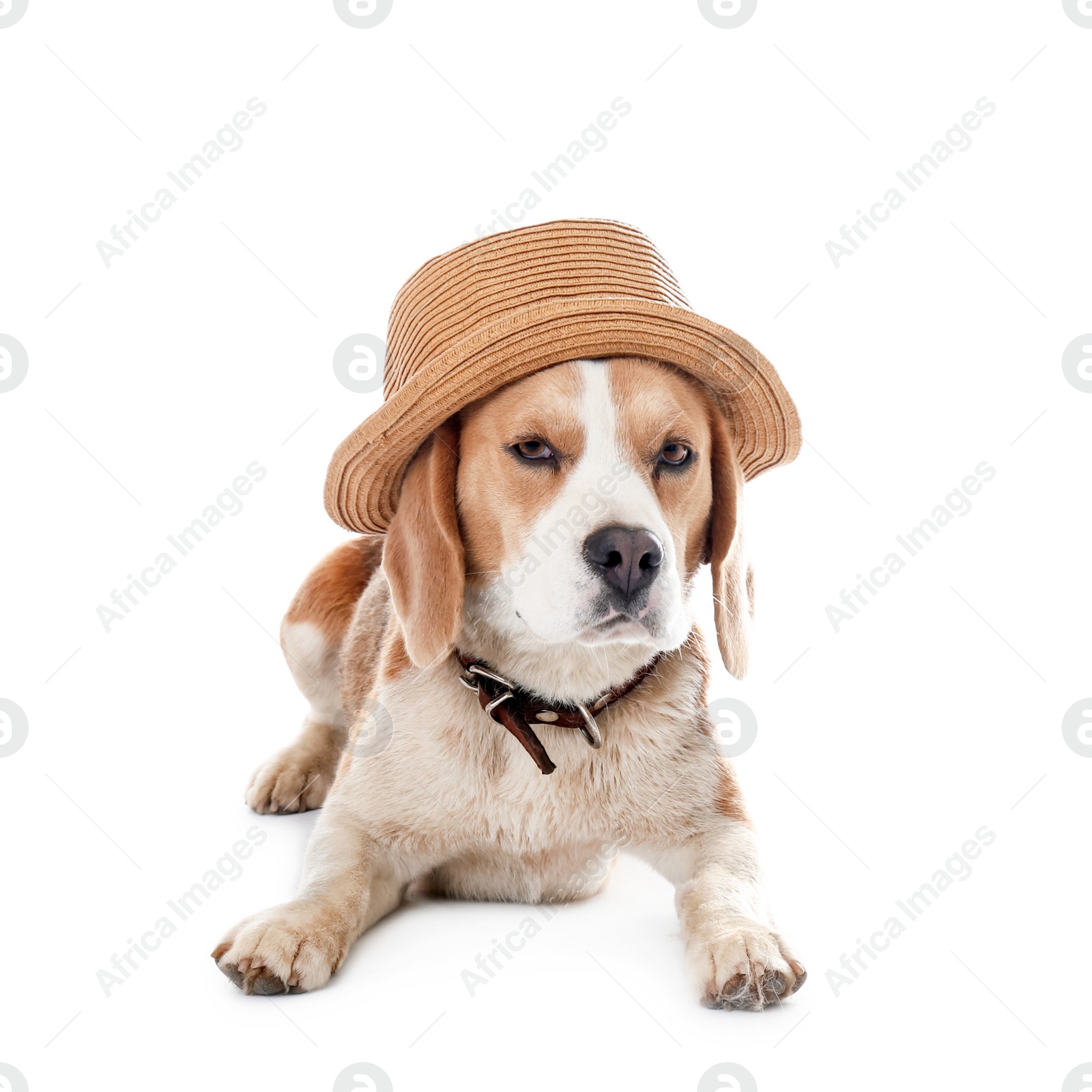 Photo of Cute Beagle dog with hat on white background