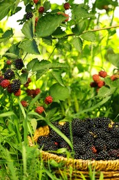 Wicker bowl with tasty ripe blackberries on green grass outdoors