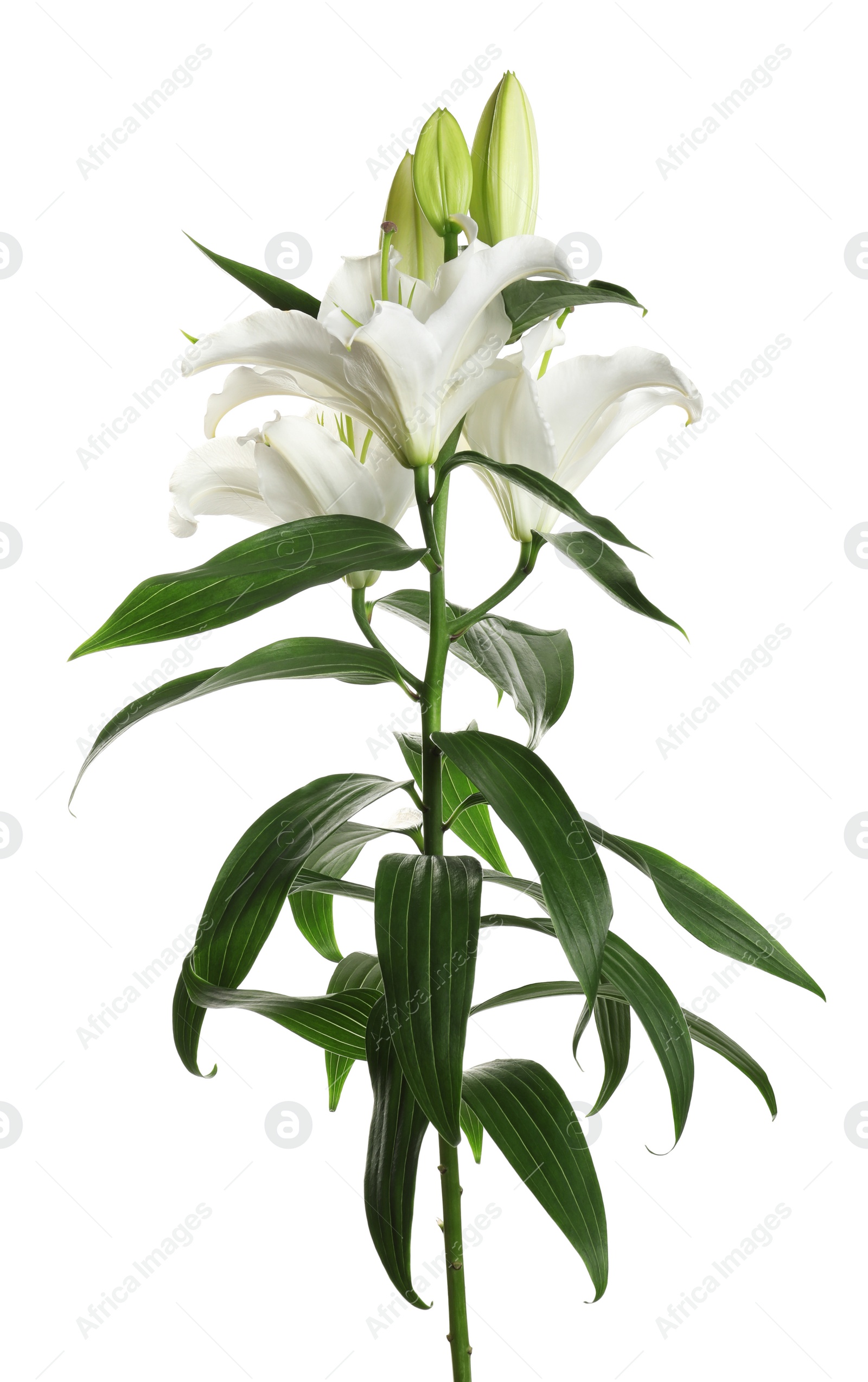 Photo of Beautiful lilies on white background. Funeral flowers