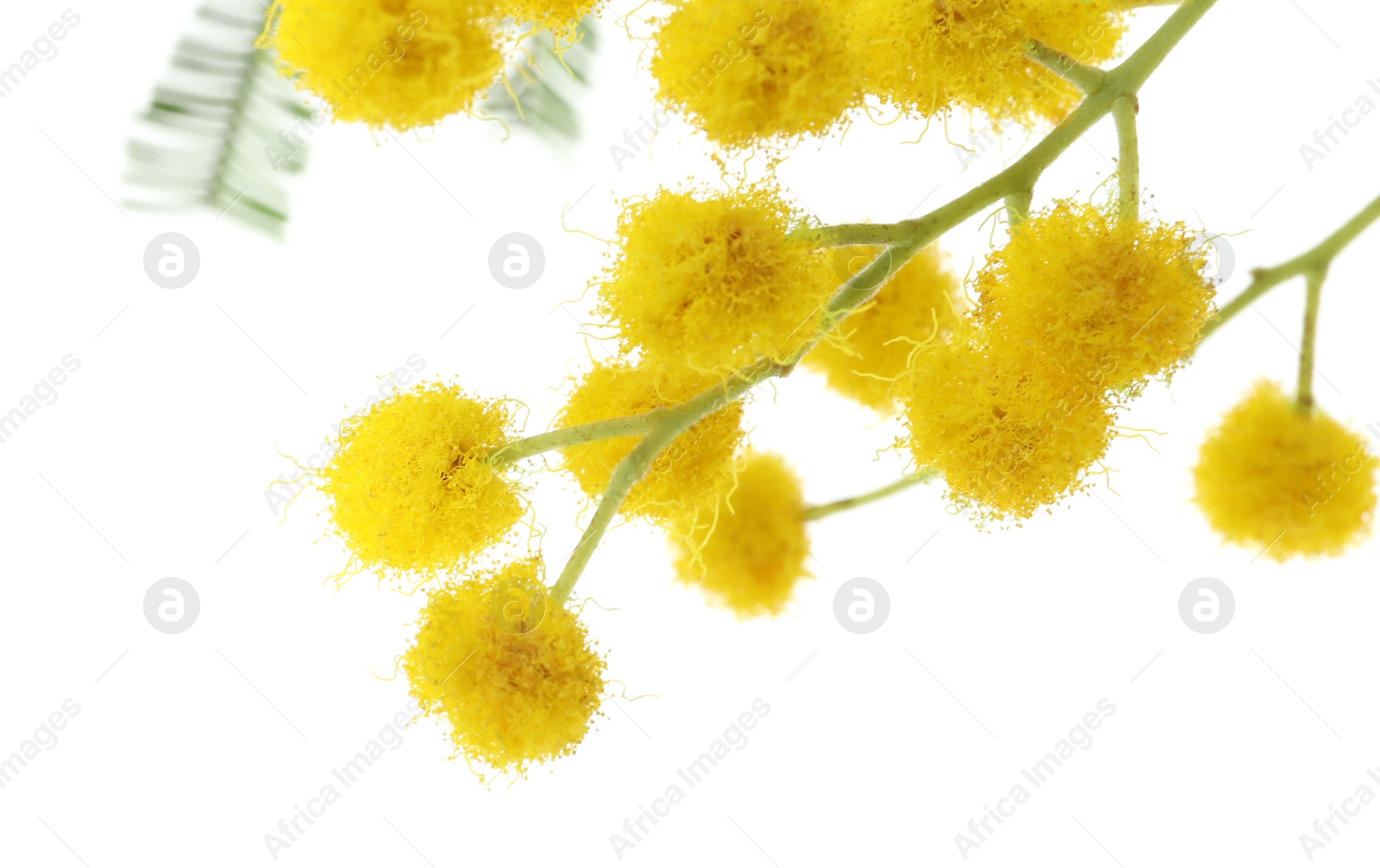 Photo of Beautiful mimosa plant with yellow flowers on white background