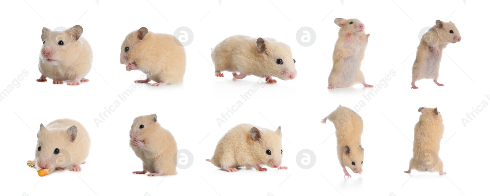 Image of Set with cute funny hamsters on white background. Banner design