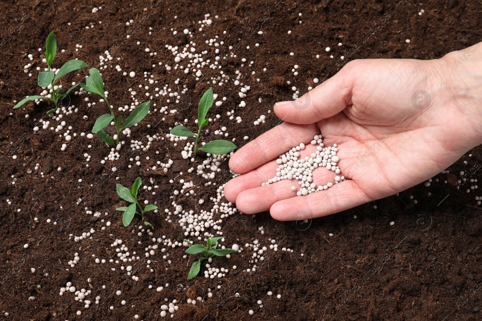 Photo of Woman fertilizing plant in soil, closeup. Gardening season