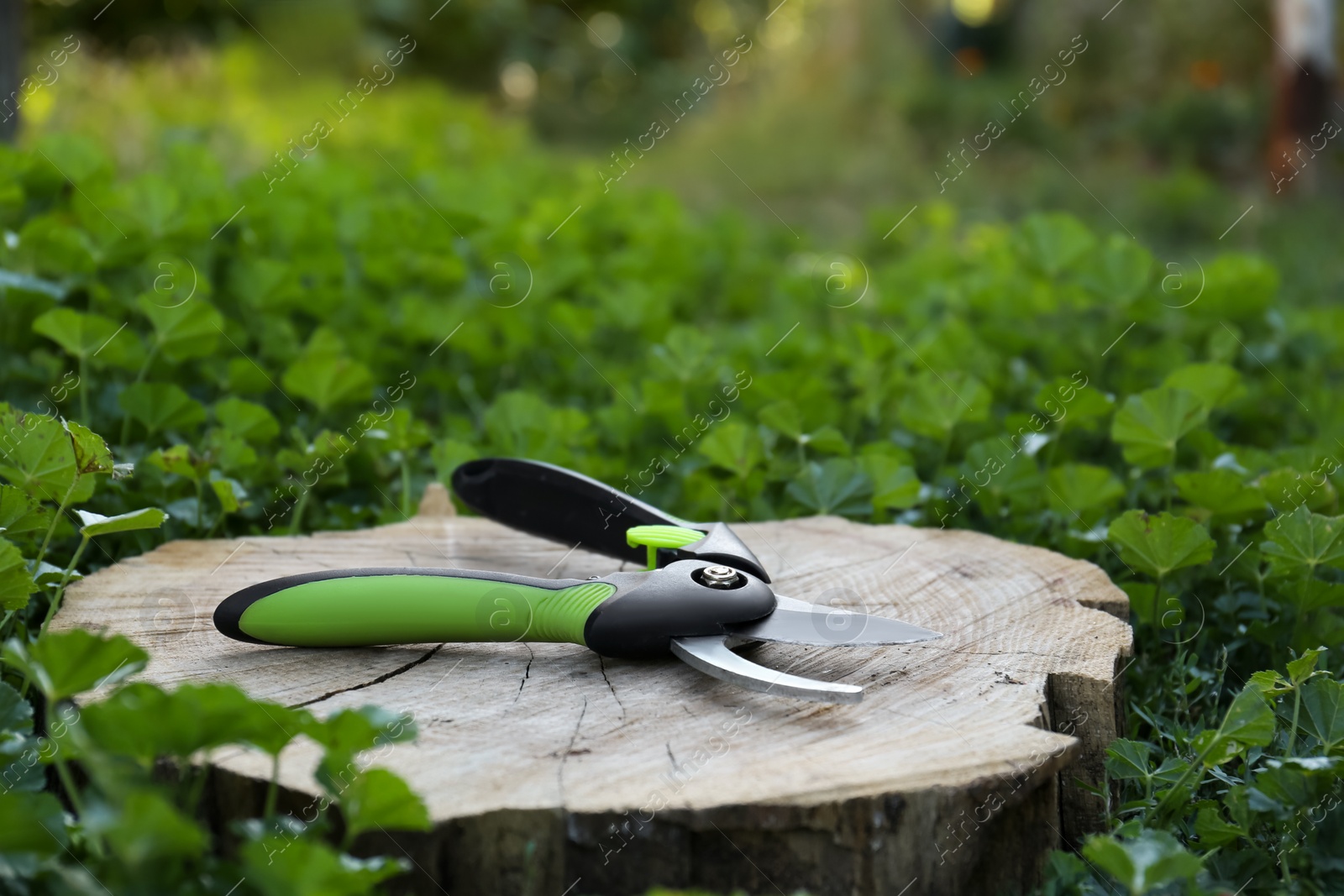 Photo of Secateurs on wooden stump among green grass, space for text. Gardening equipment