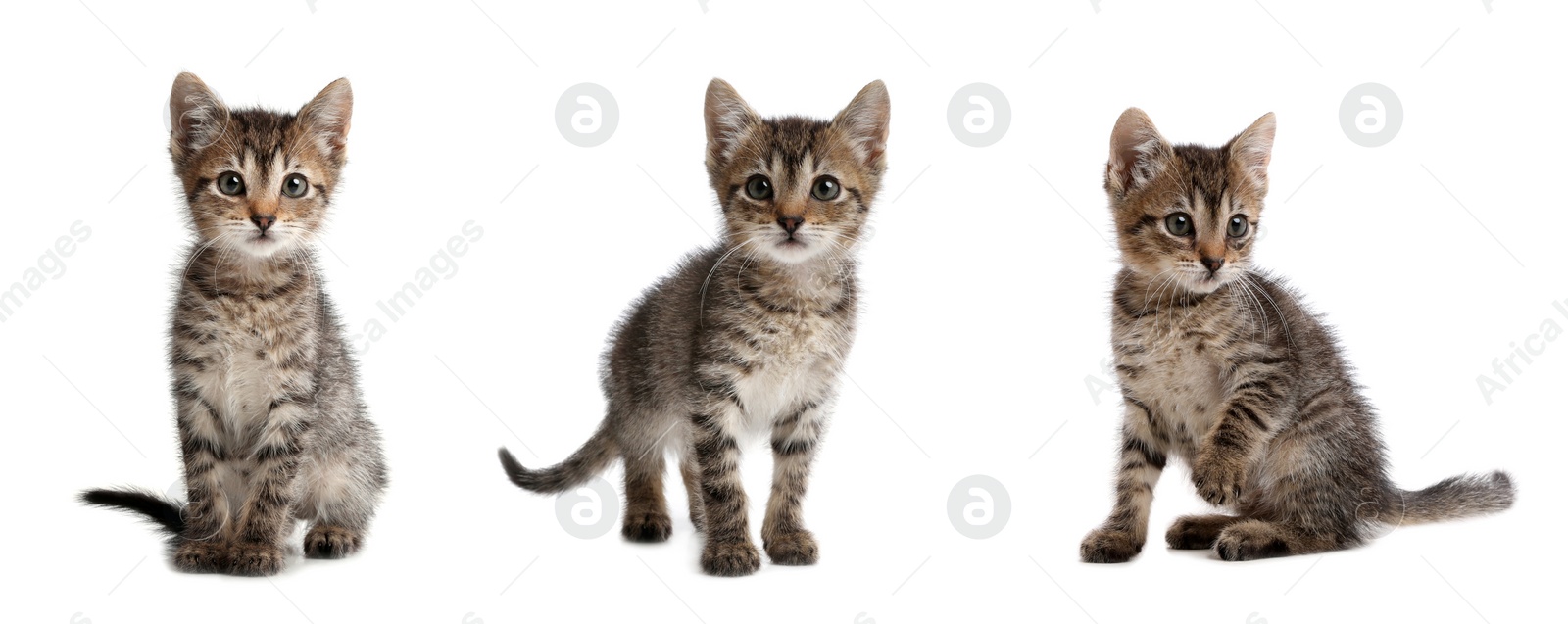 Image of Adorable tabby kittens on white background, collage. Banner design