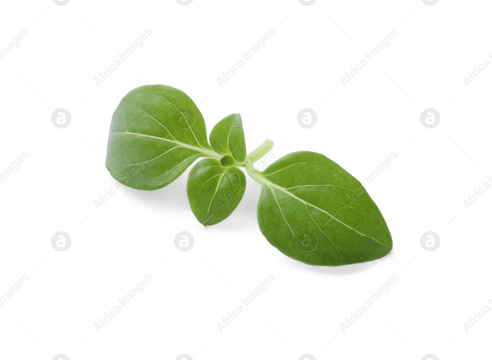 Photo of Aromatic green marjoram sprig isolated on white. Fresh herb