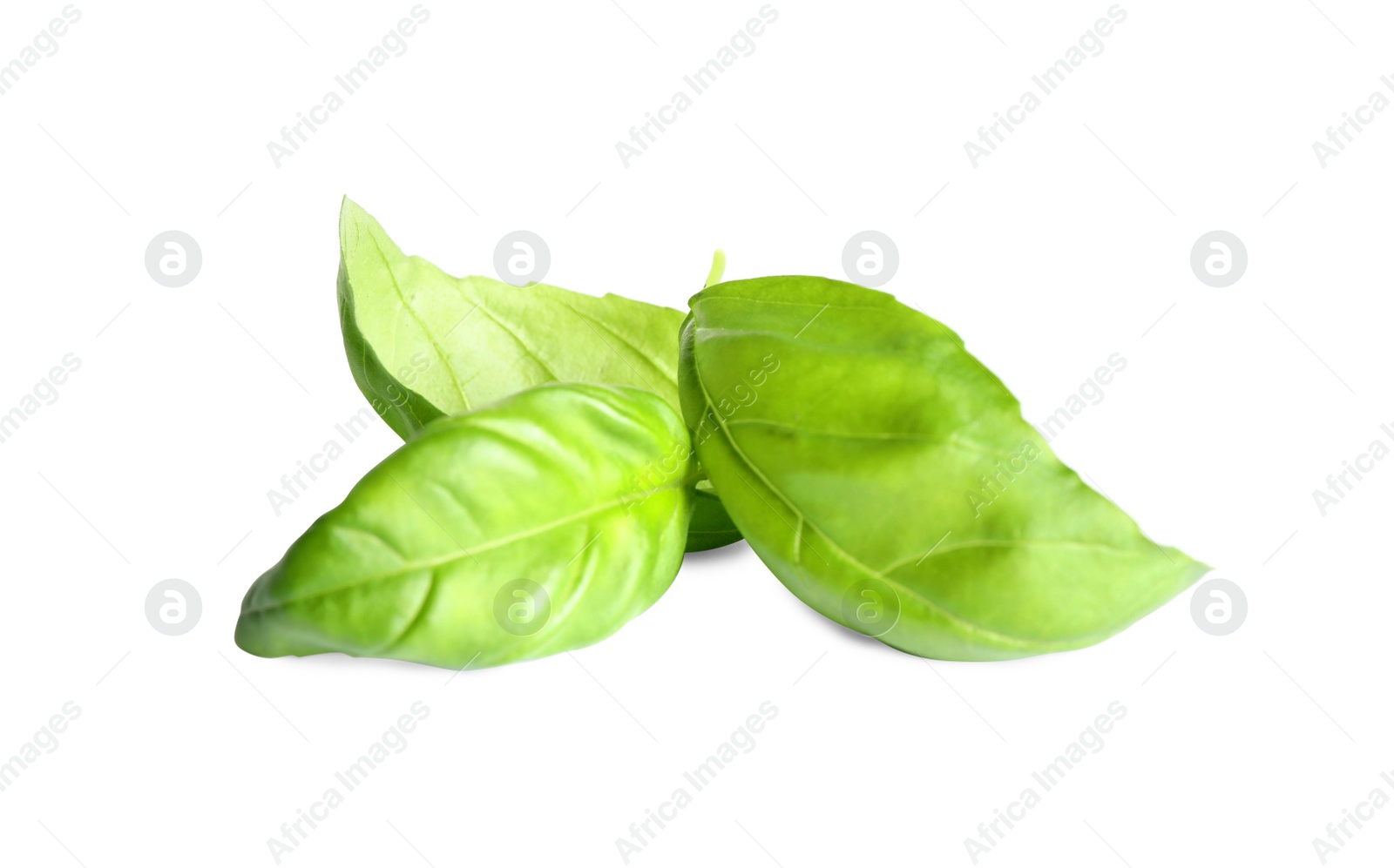 Photo of Fresh green basil leaves isolated on white