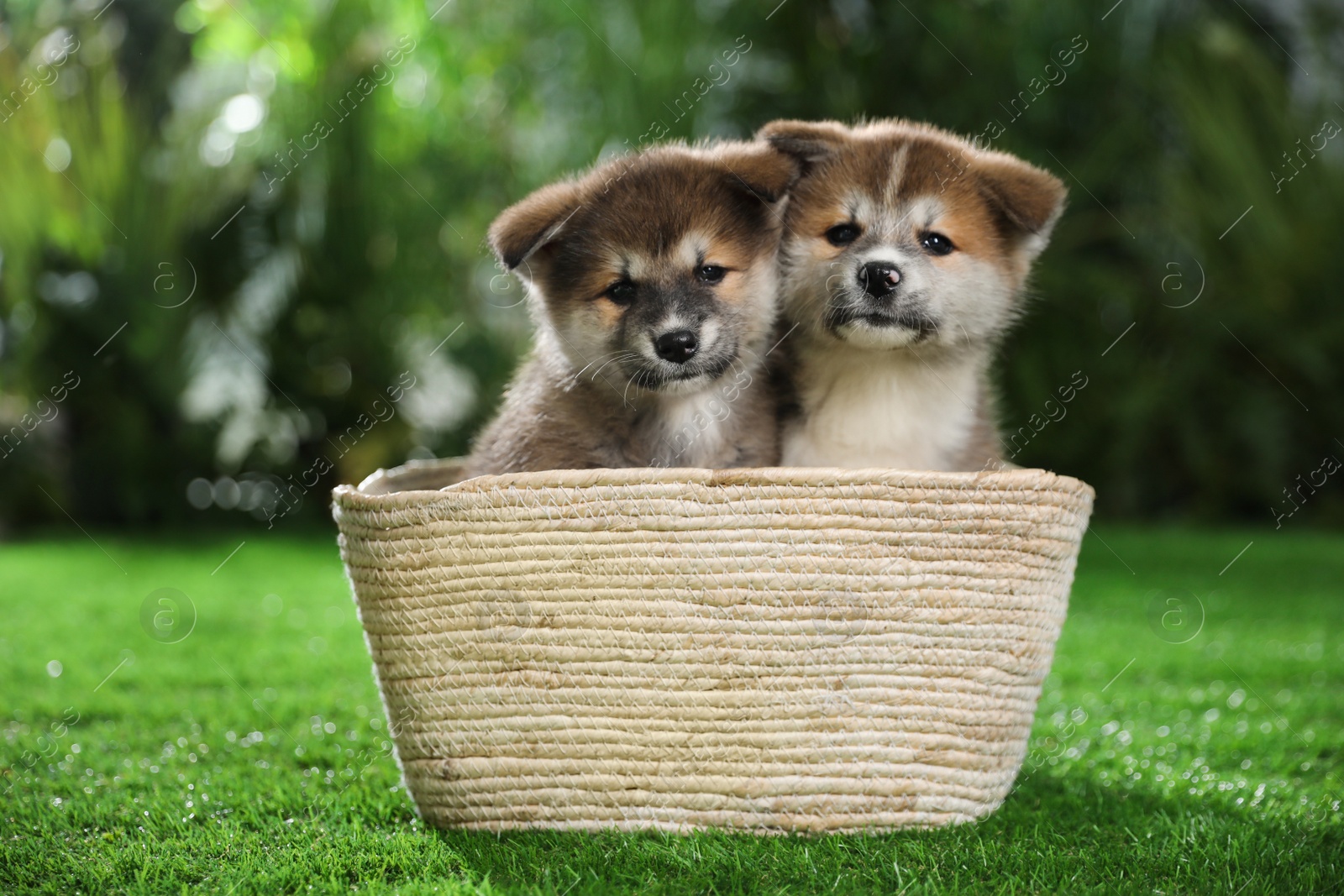 Photo of Cute Akita Inu puppies in basket on green grass outdoors