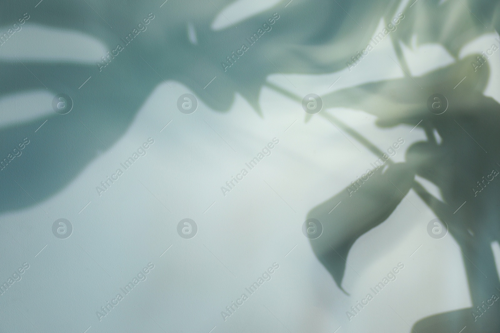 Photo of Shadow of monstera plant leaves on light background, space for text