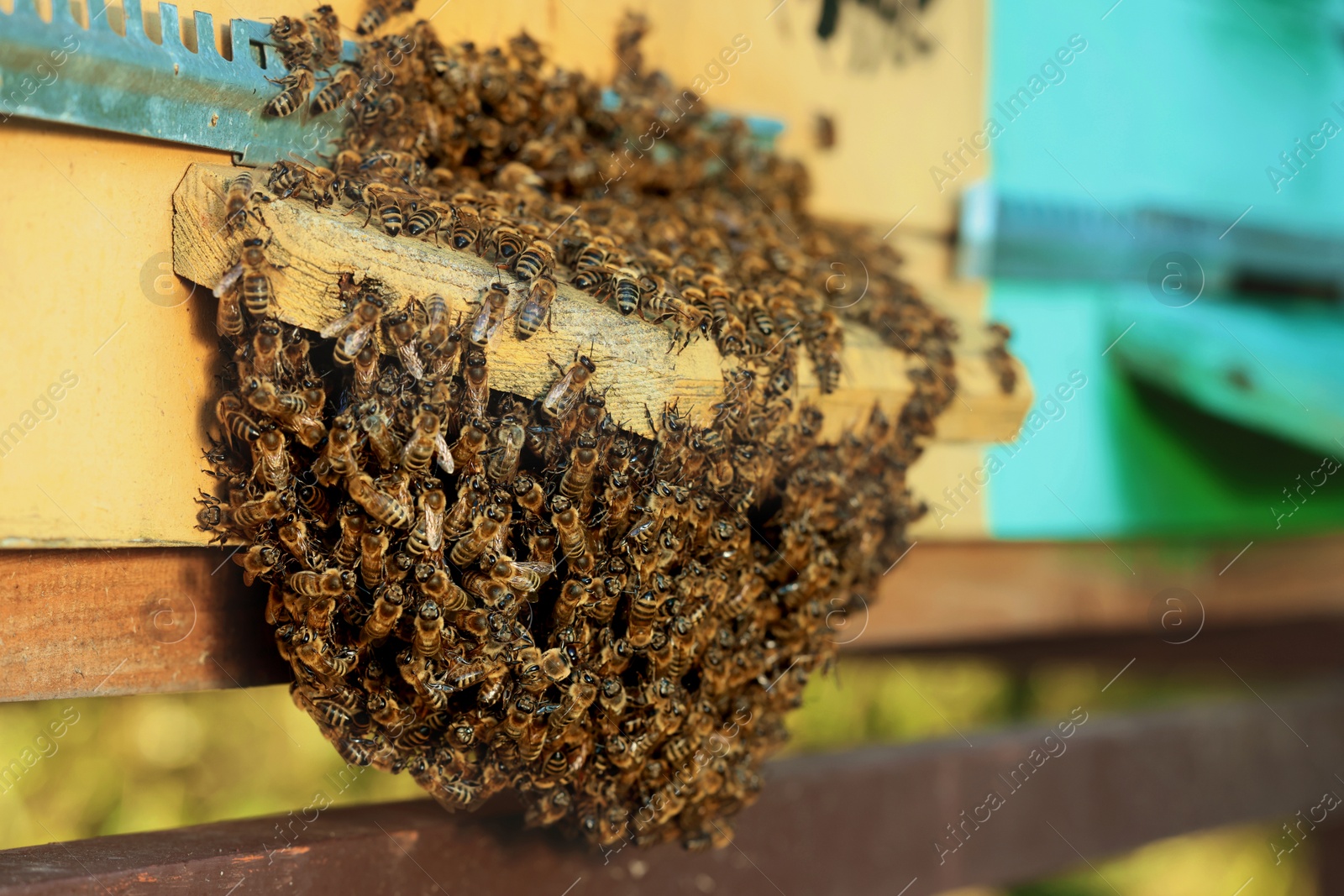 Photo of Closeup view of wooden hive with honey bees on sunny day