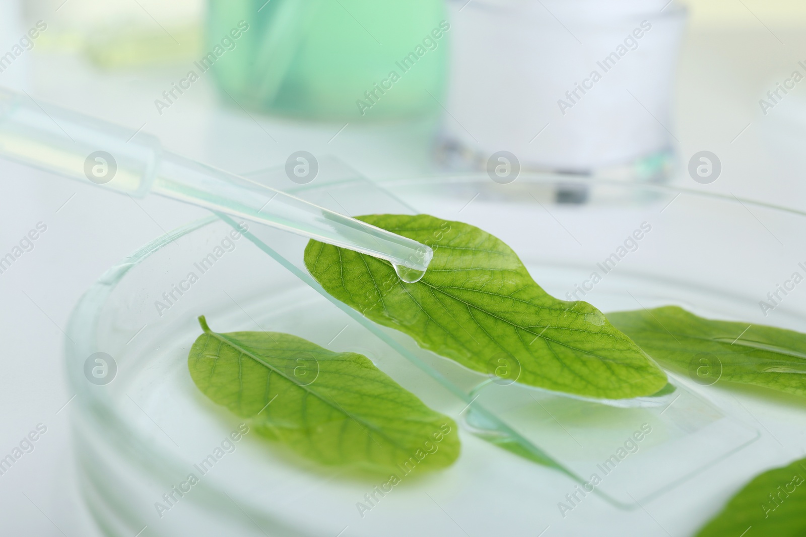 Photo of Dripping liquid from dropper onto petri dish with leaf on white table, closeup