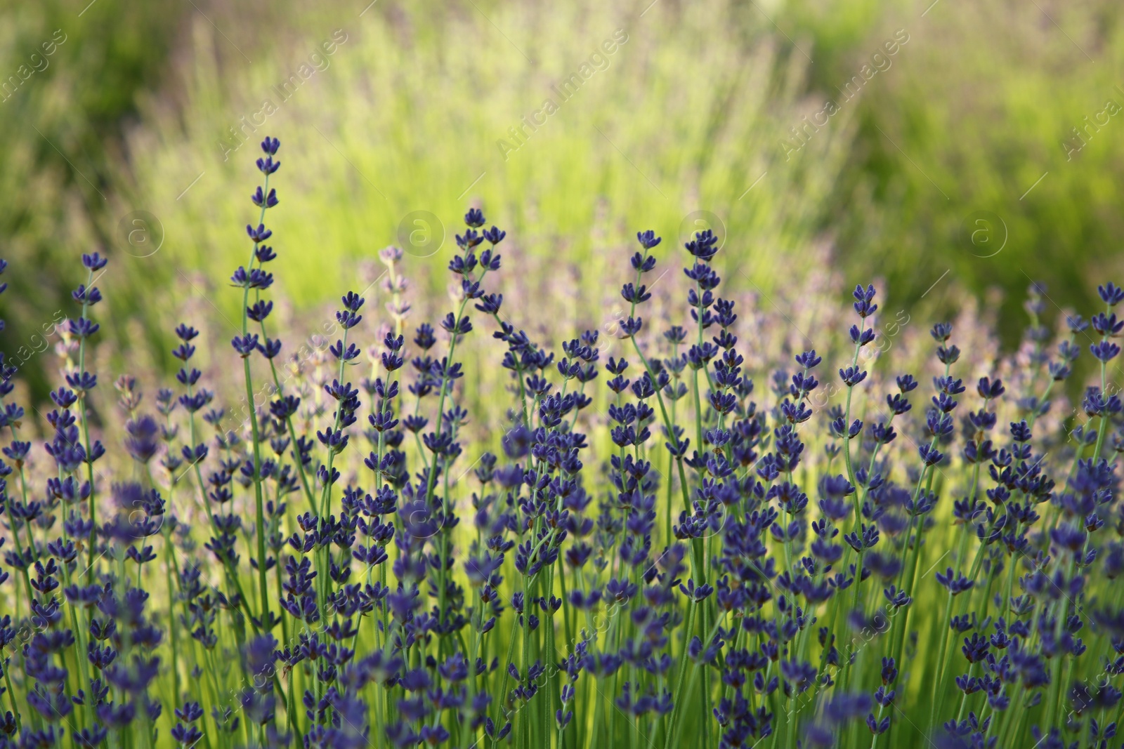 Photo of Beautiful blooming lavender growing in field, closeup