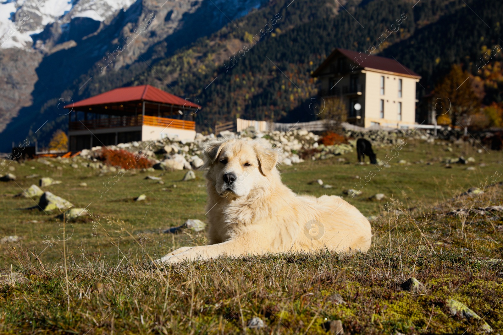 Photo of Adorable dog in mountains on sunny day