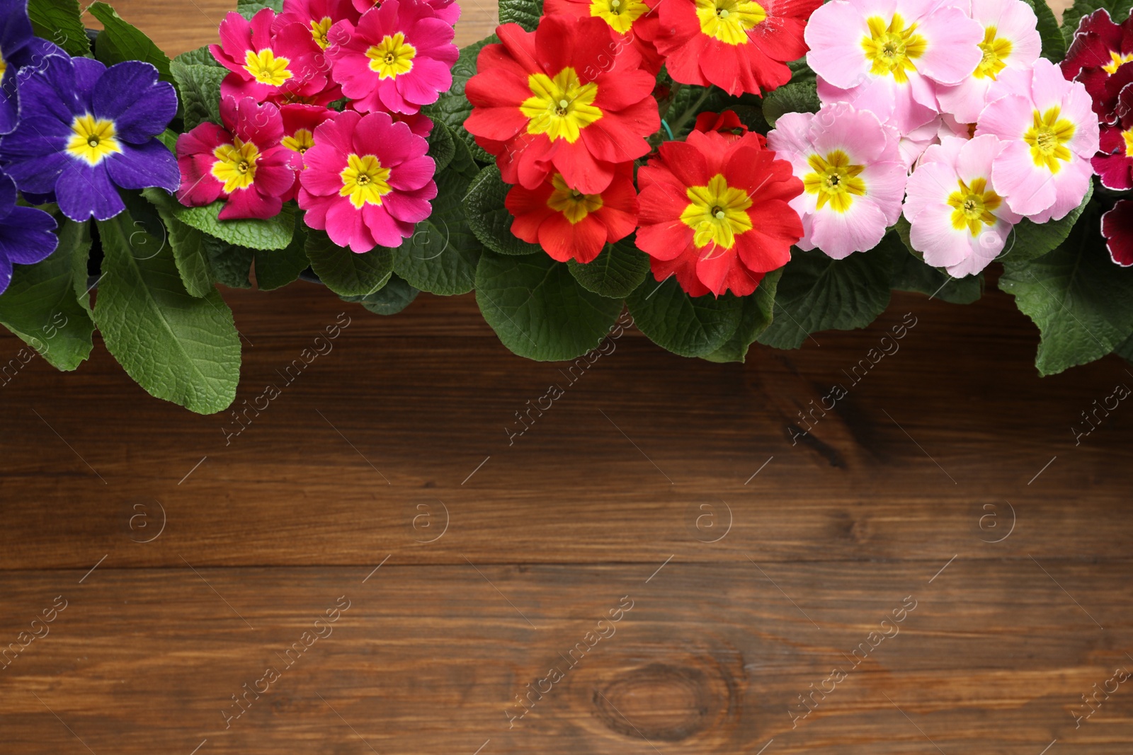 Photo of Beautiful primula (primrose) flowers on wooden background, flat lay with space for text. Spring blossom