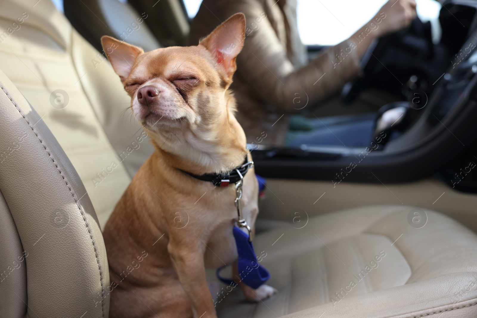 Photo of Small chihuahua dog on passenger seat near woman in modern car