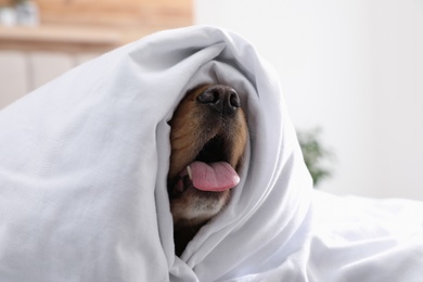 Photo of Cute English cocker spaniel covered with soft blanket indoors, closeup