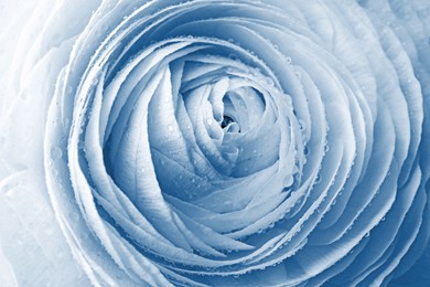 Image of Beautiful light blue ranunculus flower as background, closeup