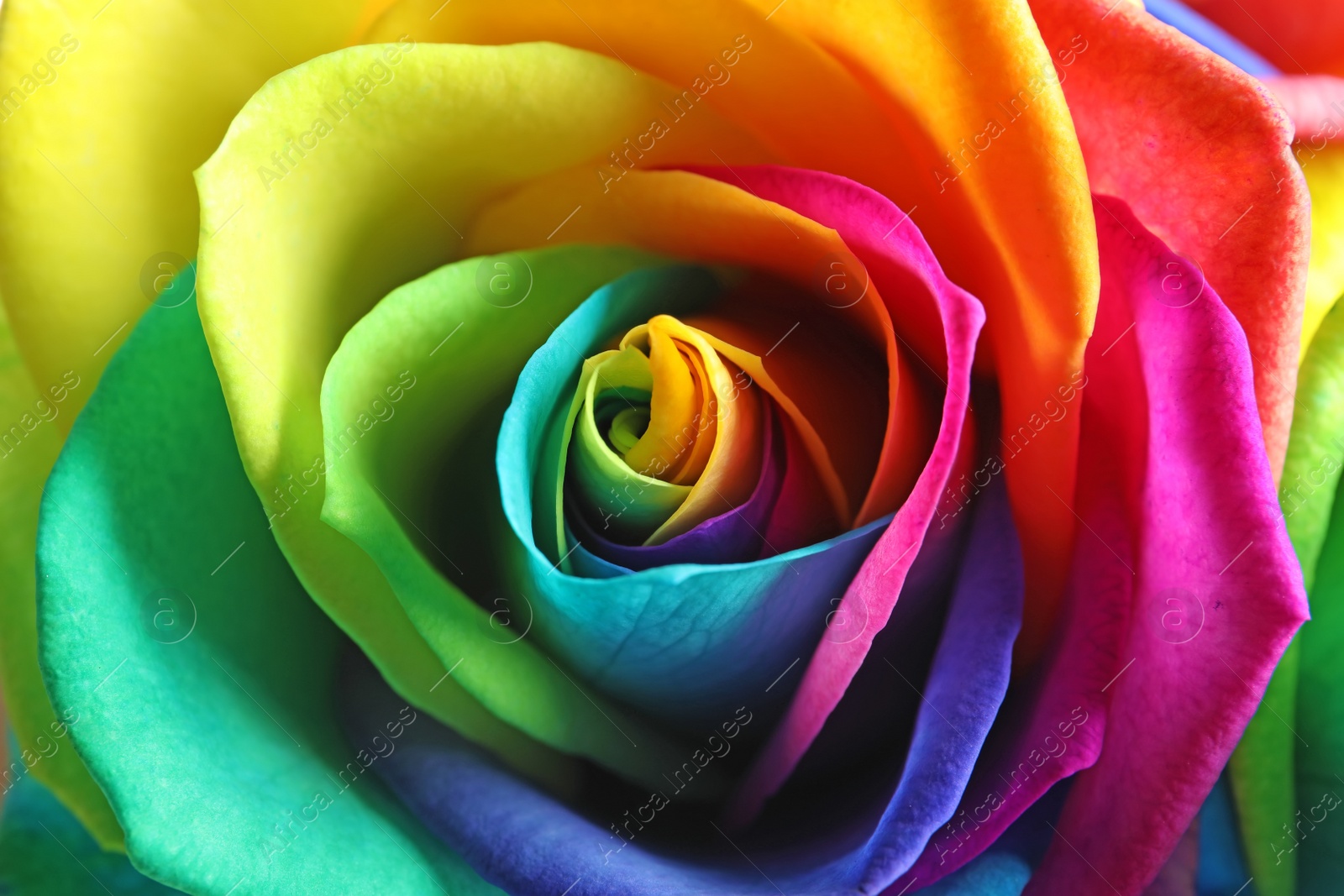 Photo of Amazing rainbow rose flower as background