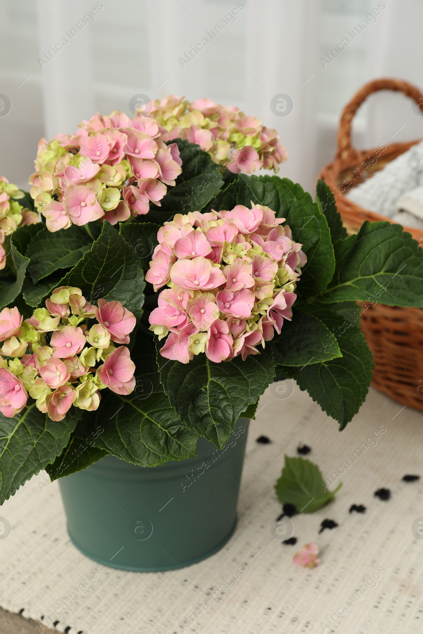 Photo of Beautiful blooming pink hortensia in bucket indoors