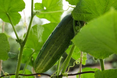 Photo of Cucumber ripening on bush against blurred background, closeup