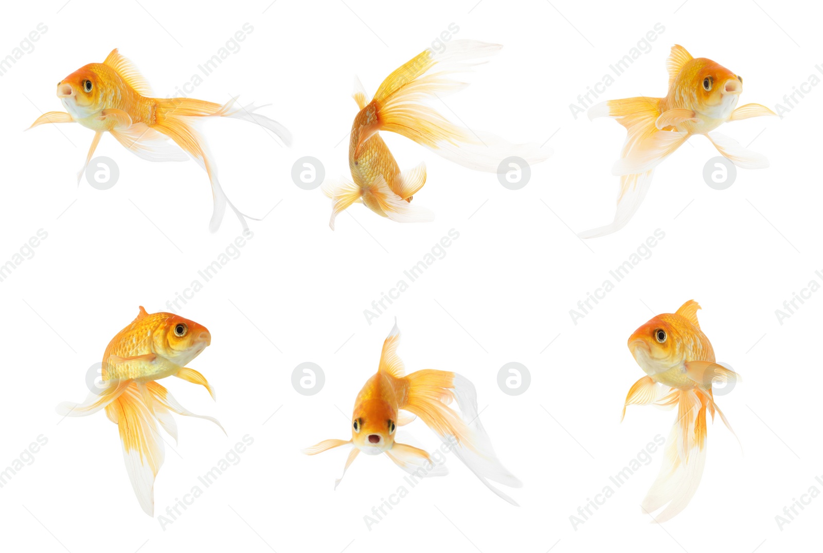 Image of Beautiful bright small goldfish on white background, collage 