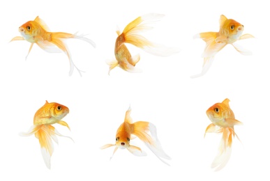 Beautiful bright small goldfish on white background, collage 