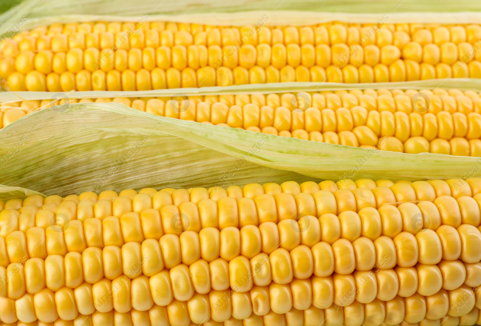 Photo of Ripe raw corn cobs as background, closeup