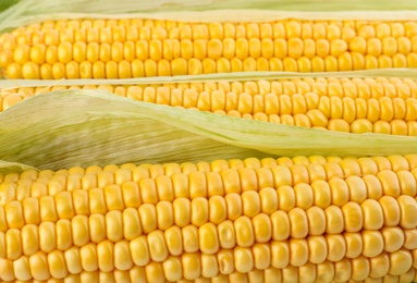 Photo of Ripe raw corn cobs as background, closeup