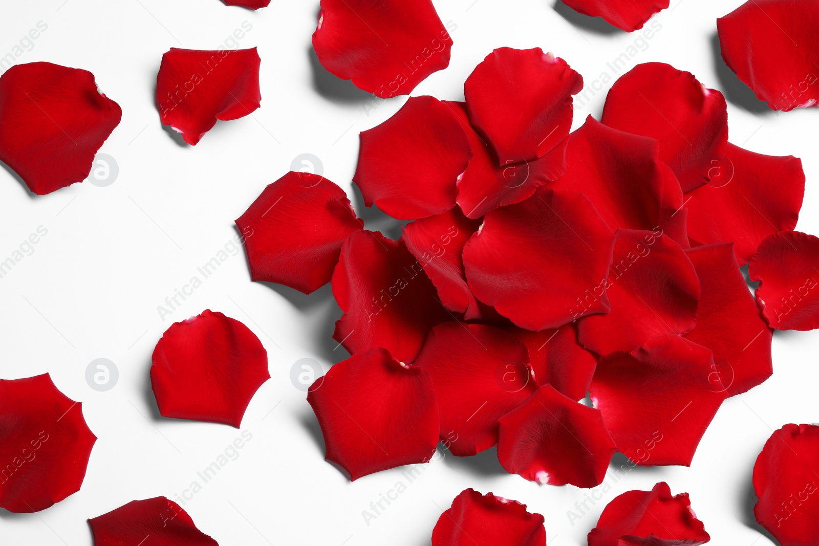 Photo of Beautiful red rose petals on white background, top view