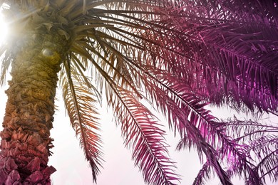 Image of Palm trees with lush foliage on sunny day, low angle view. Color toned