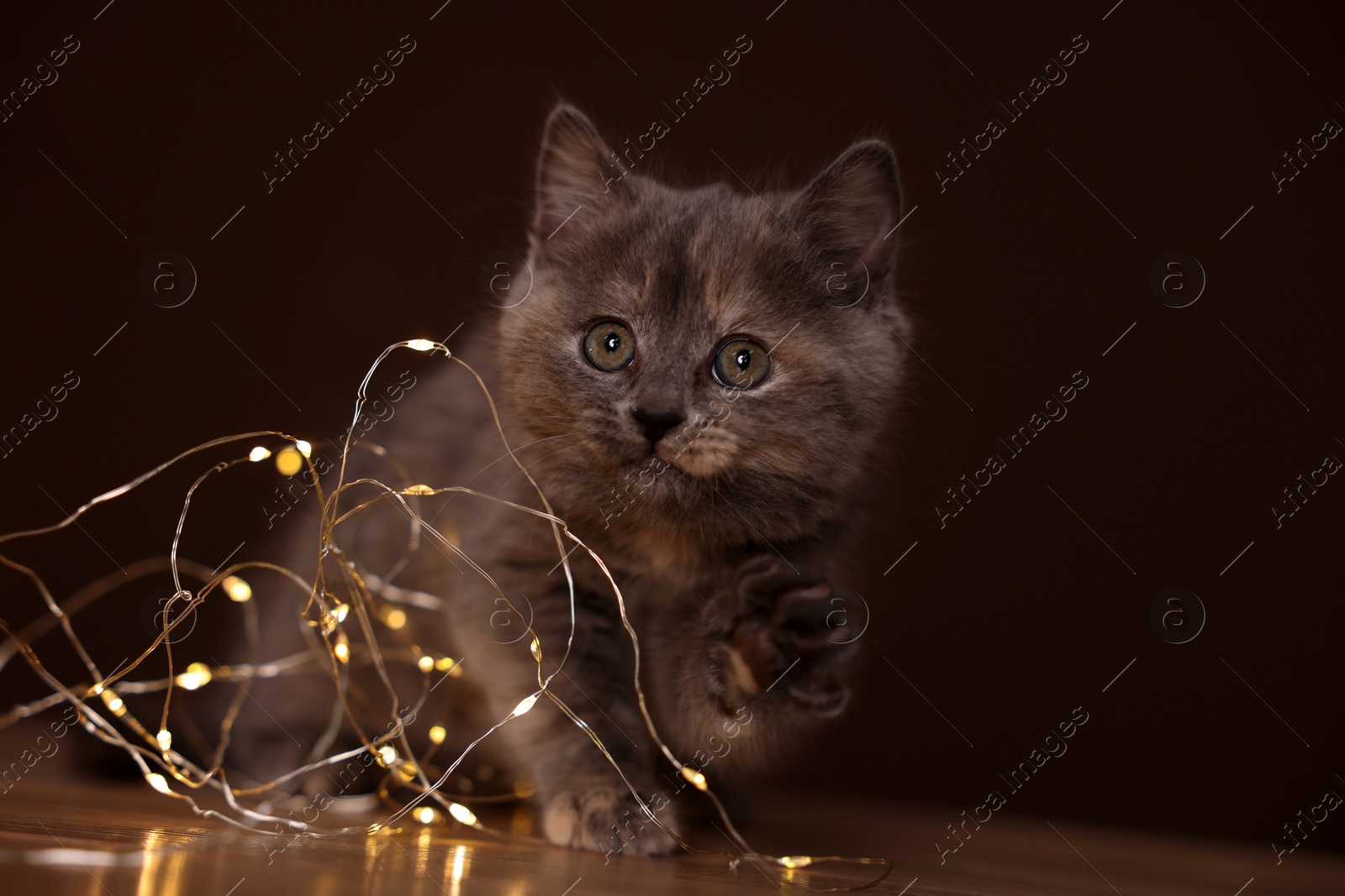 Photo of Cute fluffy kitten playing with string lights on wooden table against brown background. Space for text