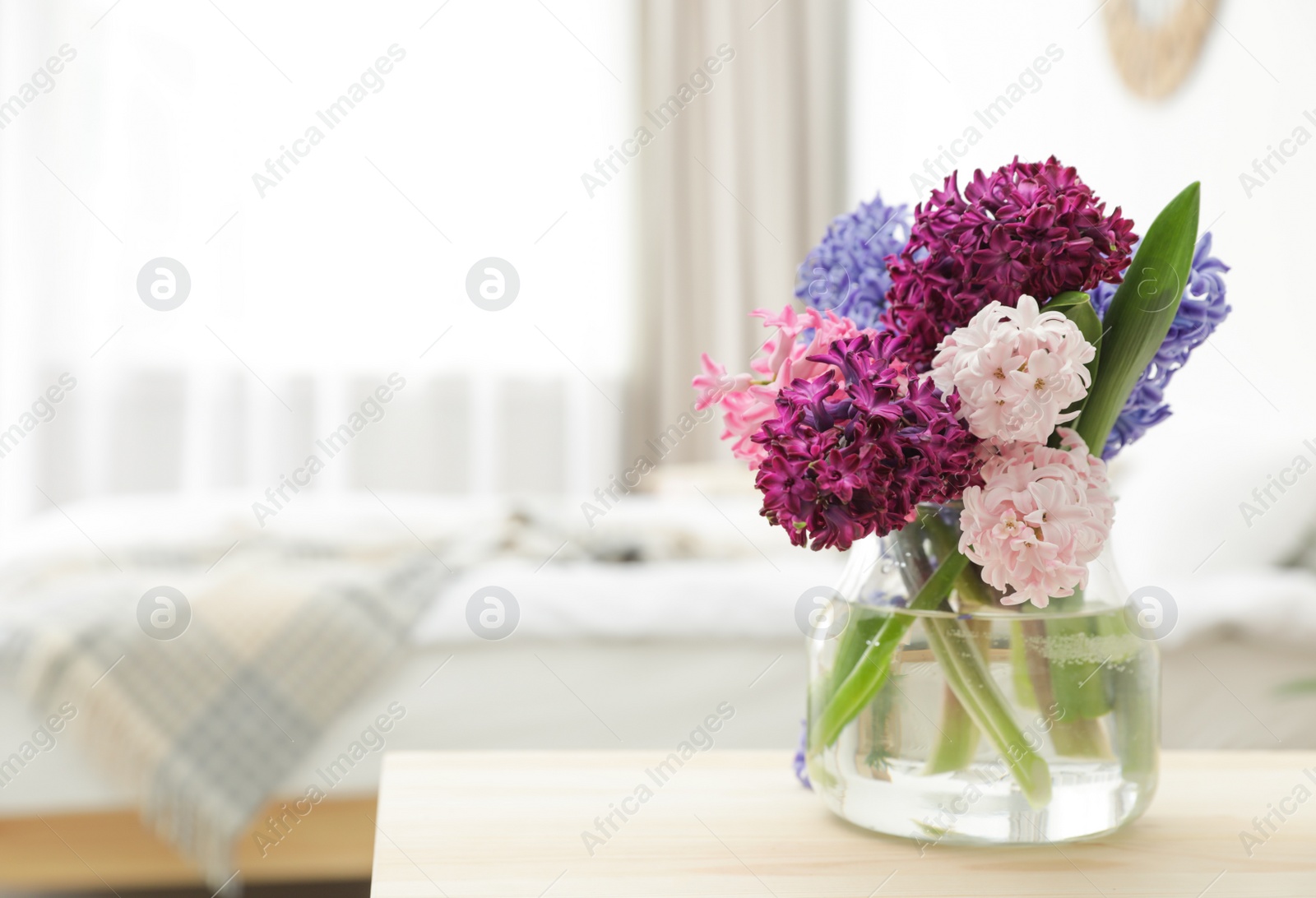 Photo of Beautiful hyacinths in glass vase on table indoors, space for text. Spring flowers