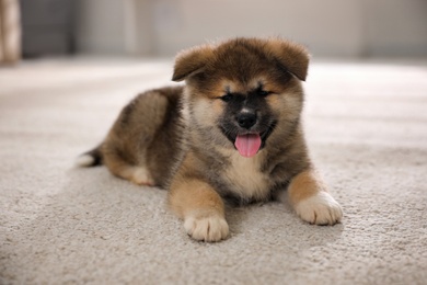 Photo of Adorable Akita Inu puppy on carpet indoors